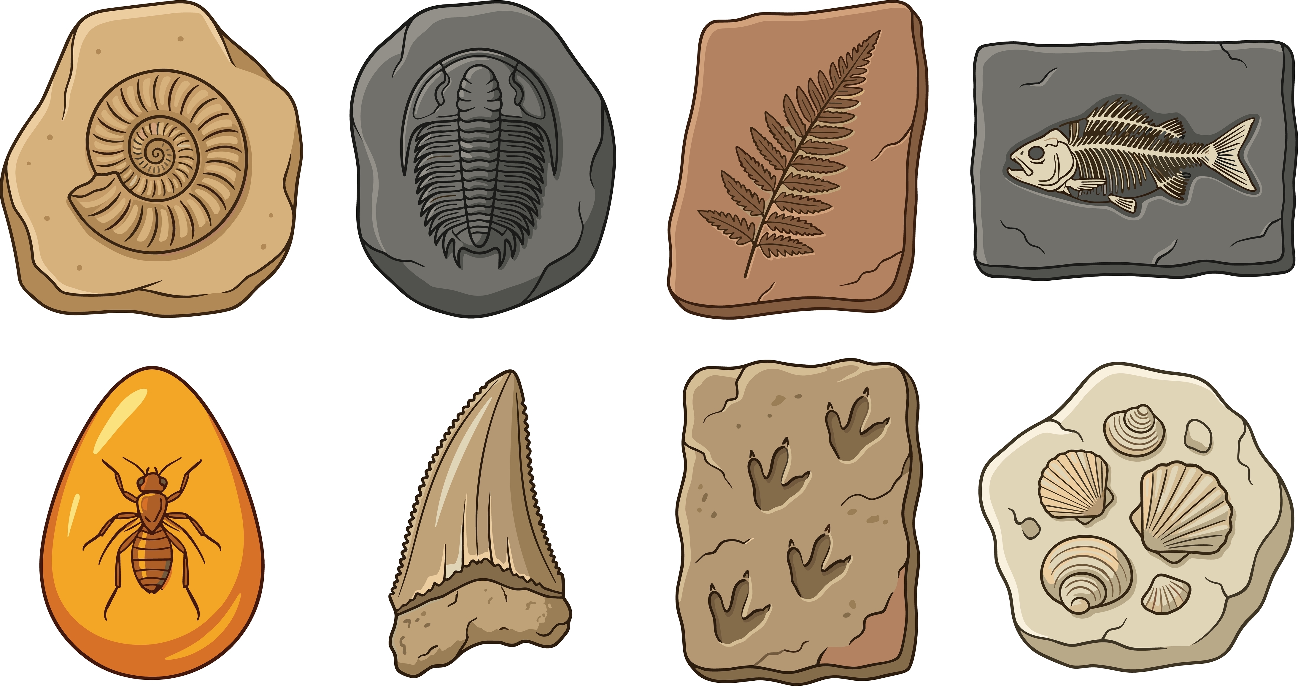 An illustration of a piece of amber with a fly in it, a fossil sharp tooth, a fossil fern in rock, sheels, and a fossils ammonite.